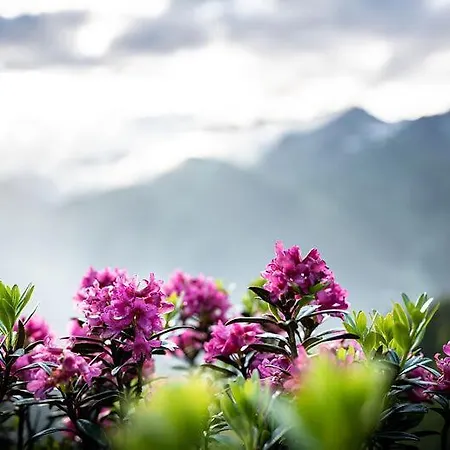 Quality Hosts Arlberg - Afoch Fei - Отель типа 